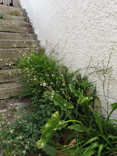 Chlorophytum comosum