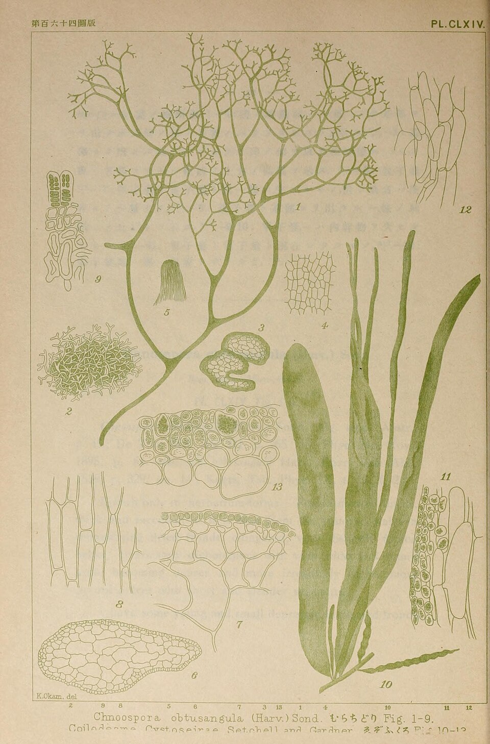 Arthrocladiaceae