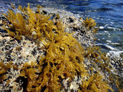 Chnoosporaceae