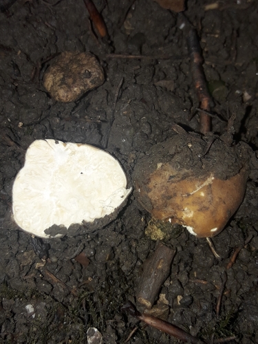 Choiromyces meandriformis