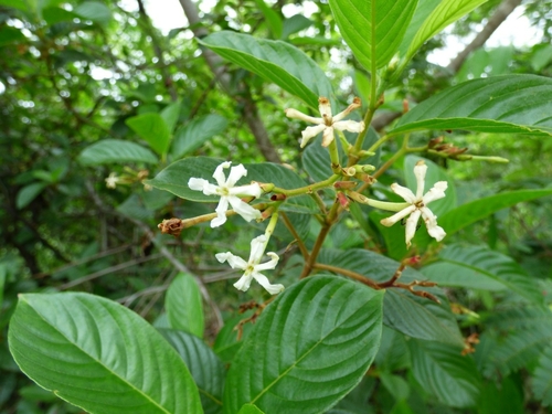 Chomelia pohliana