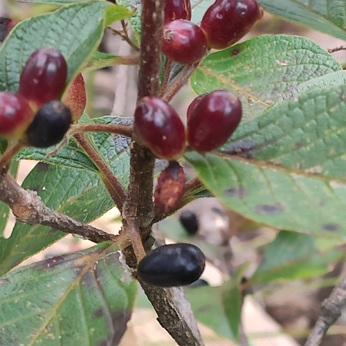 Chomelia ribesioides