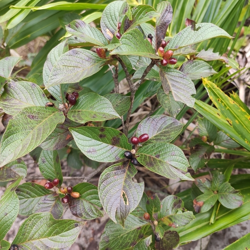 Chomelia ribesioides