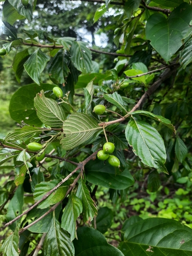 Chomelia spinosa