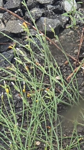 Chondrilla juncea