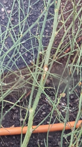 Chondrilla juncea