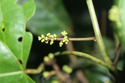 Chondrodendron tomentosum