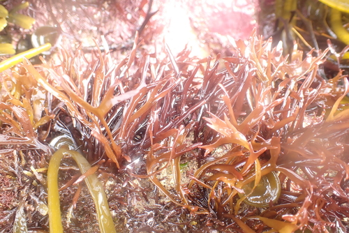 Chondrus crispus