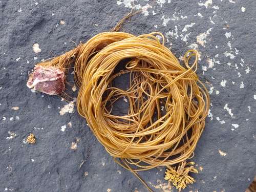 Chordaceae
