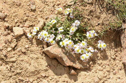 Chorispora sabulosa