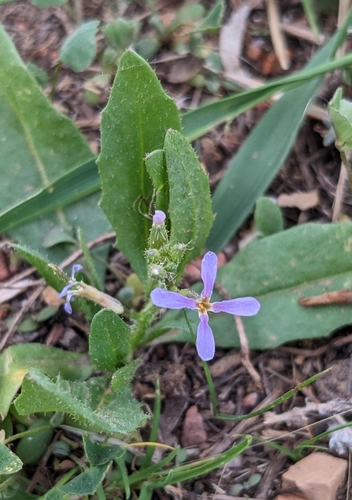 Chorispora tenella