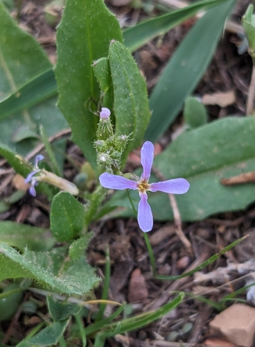 Chorispora tenella