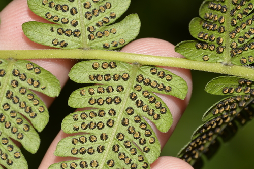 Christella dentata