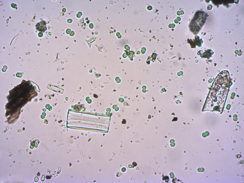 Chroococcus minutus