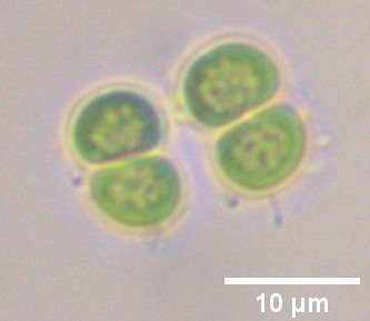 Chroococcaceae