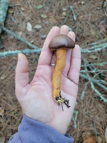 Chroogomphus vinicolor
