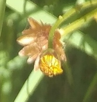 Chrysanthellum americanum