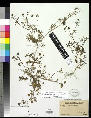 Chrysanthellum indicum