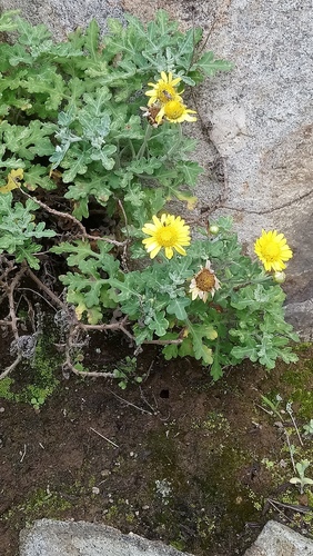 Chrysanthemum indicum