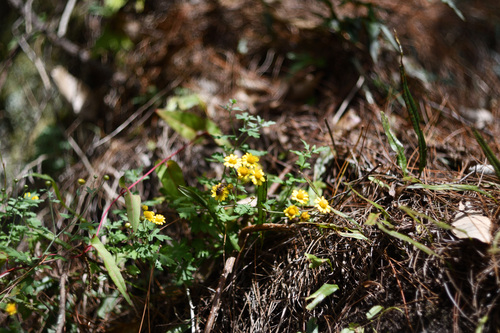 Chrysanthemum indicum