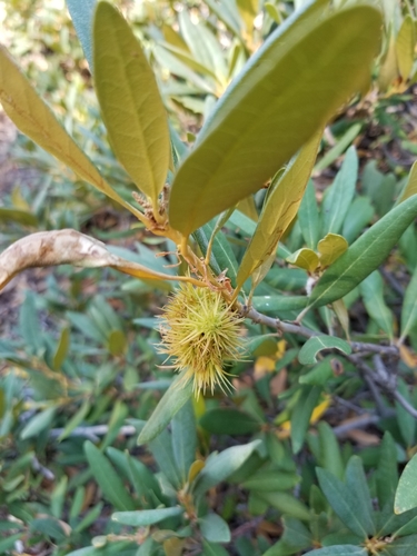 Chrysolepis sempervirens