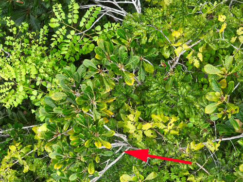 Chrysophyllum eximium