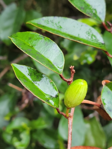 Chrysophyllum oliviforme
