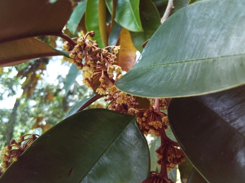 Chrysophyllum oliviforme