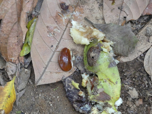 Chrysophyllum roxburghii