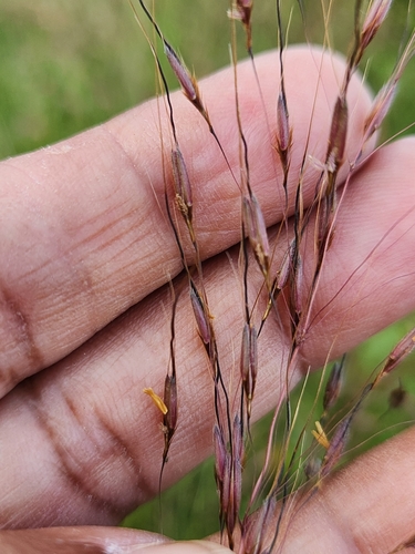 Chrysopogon fulvus