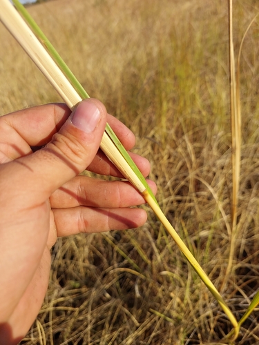 Chrysopogon nigritanus