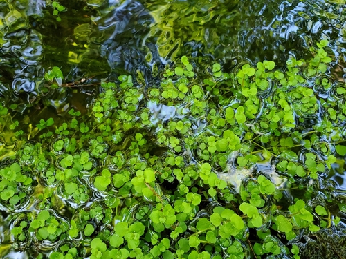 Chrysosplenium americanum