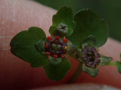 Chrysosplenium americanum