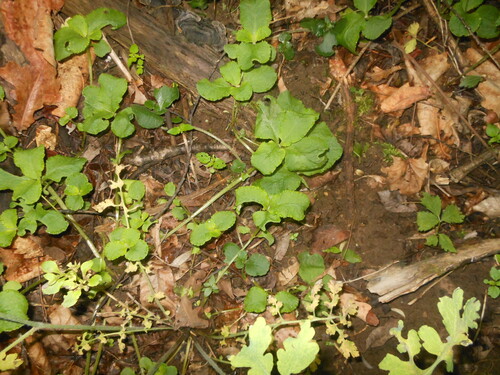 Chrysosplenium sinicum