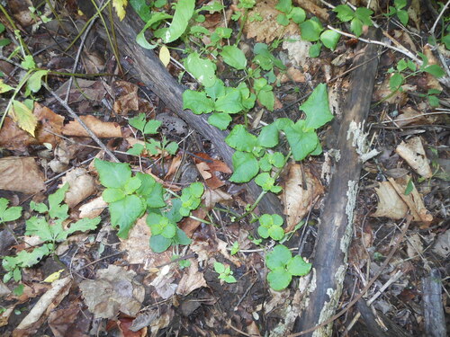 Chrysosplenium sinicum