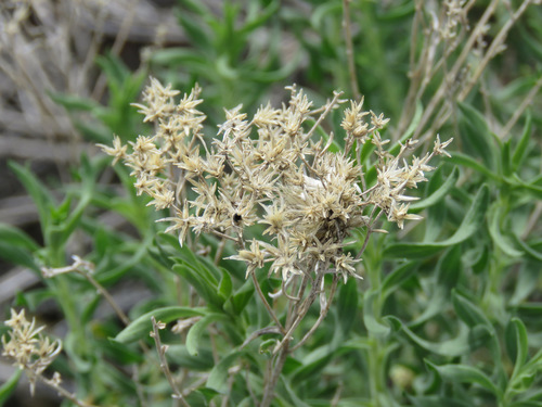 Chrysothamnus viscidiflorus