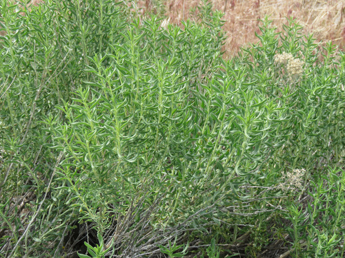 Chrysothamnus viscidiflorus