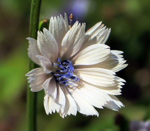 Cichorium divaricatum