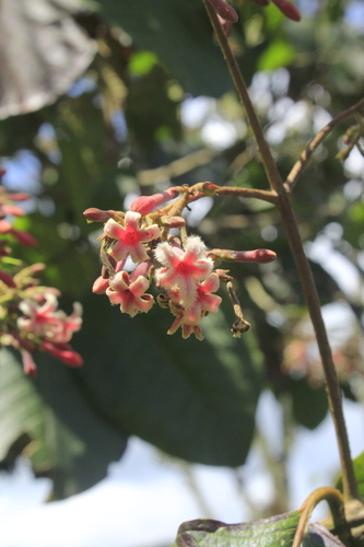 Cinchona pubescens