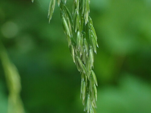 Cinna latifolia