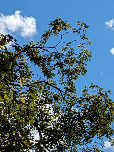 Cinnamomum camphora