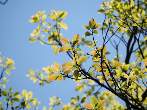 Cinnamomum micranthum