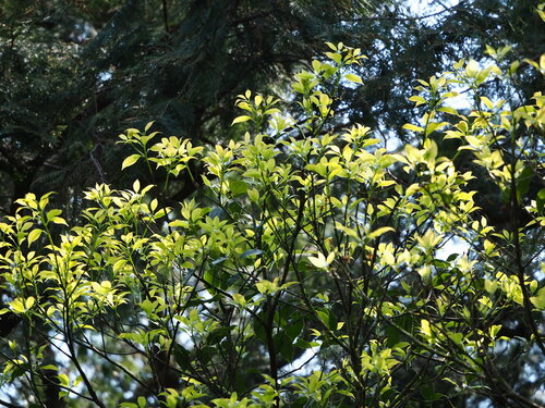 Cinnamomum micranthum