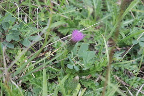 Cirsium acaulon