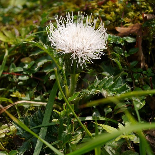 Cirsium acaulon