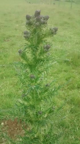 Cirsium arvense