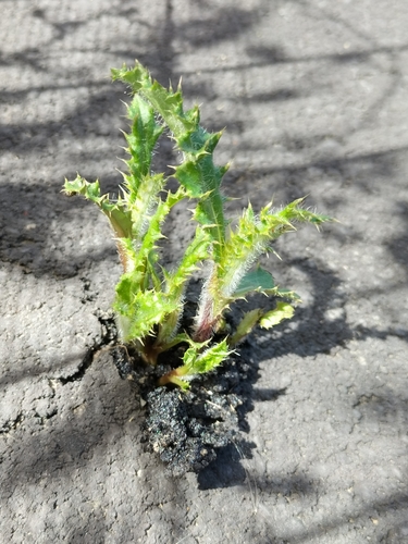 Cirsium arvense