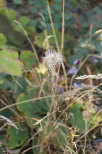 Cirsium chinense