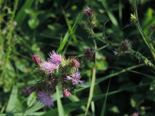 Cirsium creticum