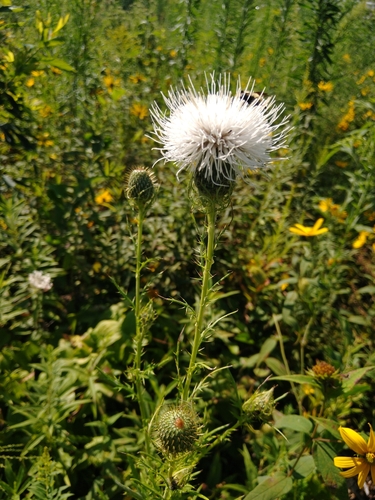 Cirsium discolor